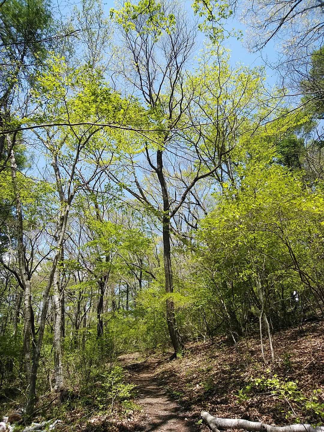 新緑映える道を登ります