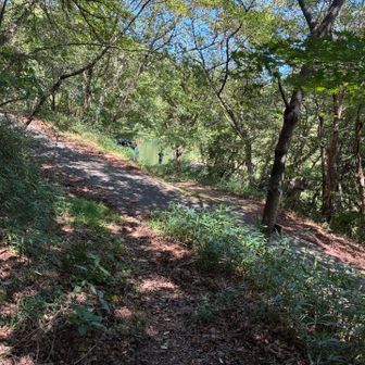 また舗装道路だよ。
ここから遊歩道で池の周囲を歩くよ。