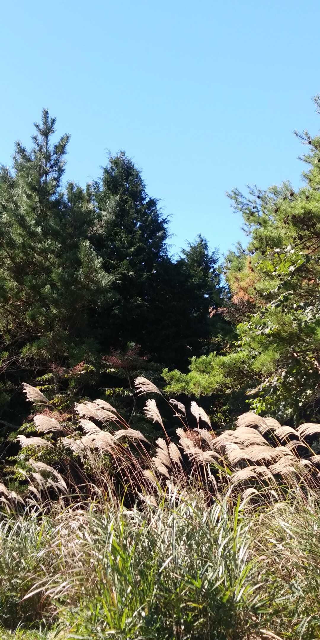 東お多福山の写真
