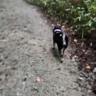 雨も降ってることだしとっとと帰りましょ🐾