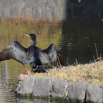 平家池。カワウかな？
羽広げてお日様浴びててカワイイ。
