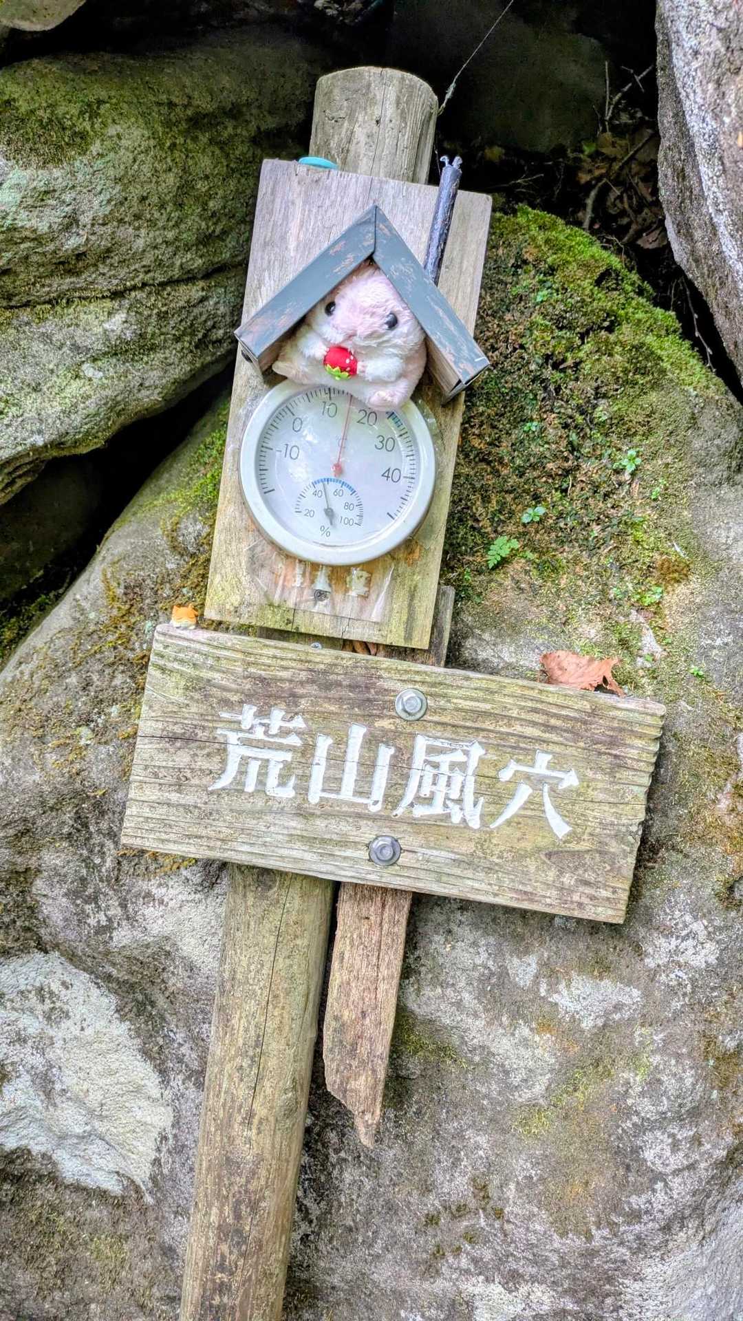 風穴のハムちゃん🐹15℃🌡