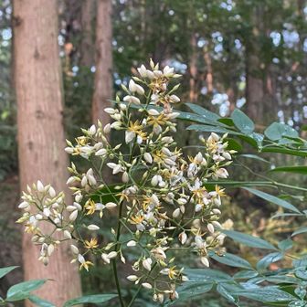 南天の花。前山周辺は南天の群生地。