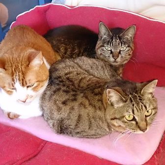シャア
