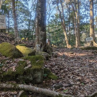 右の広場は曲輪跡