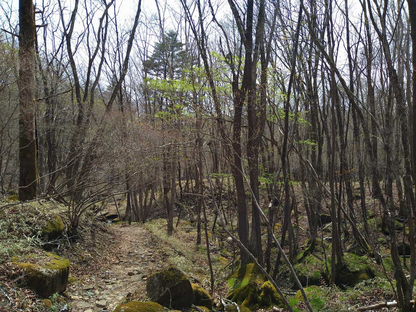 苔むす林を過ぎると井戸湿原です✨
