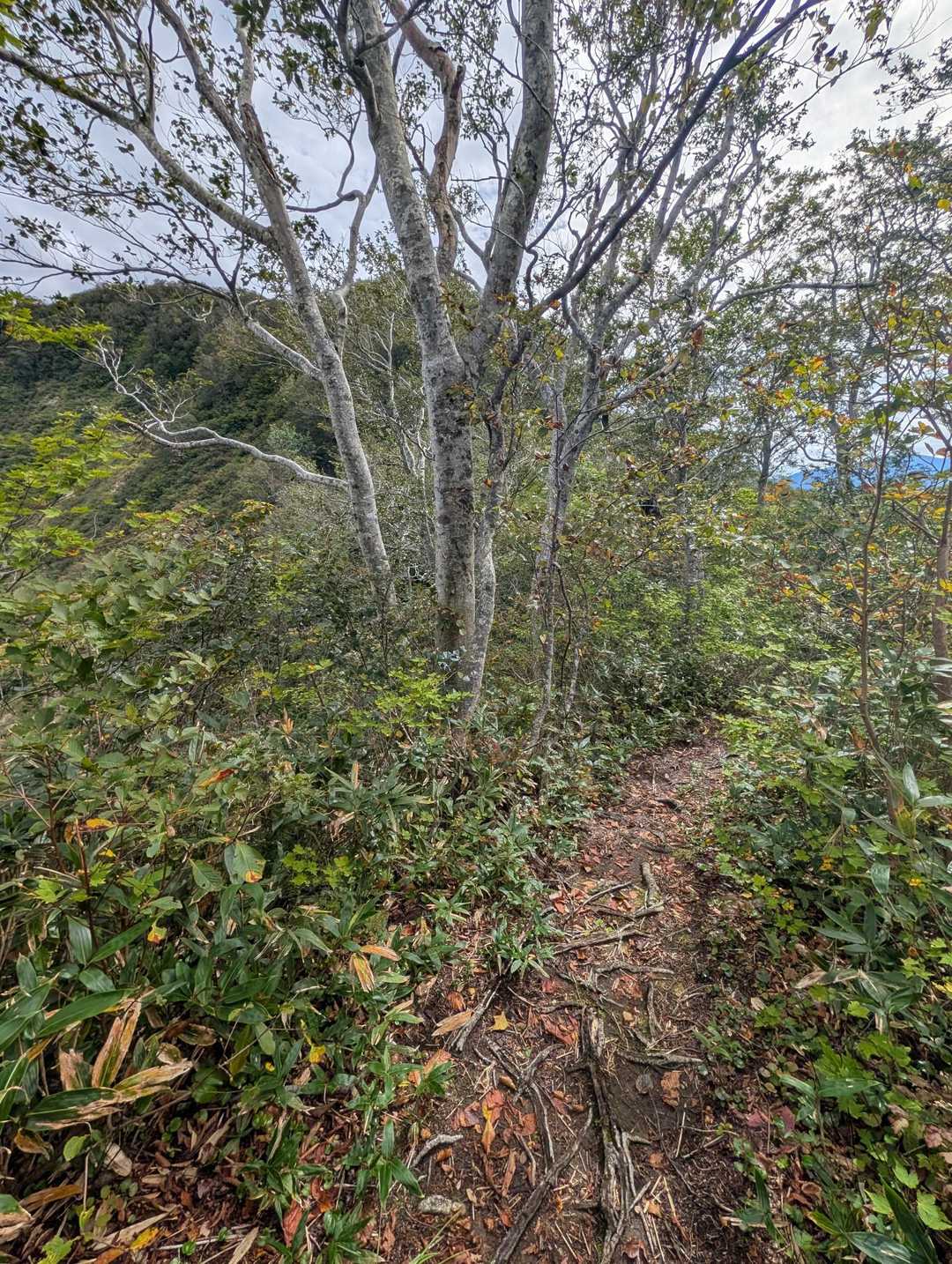 かと思ってたけど