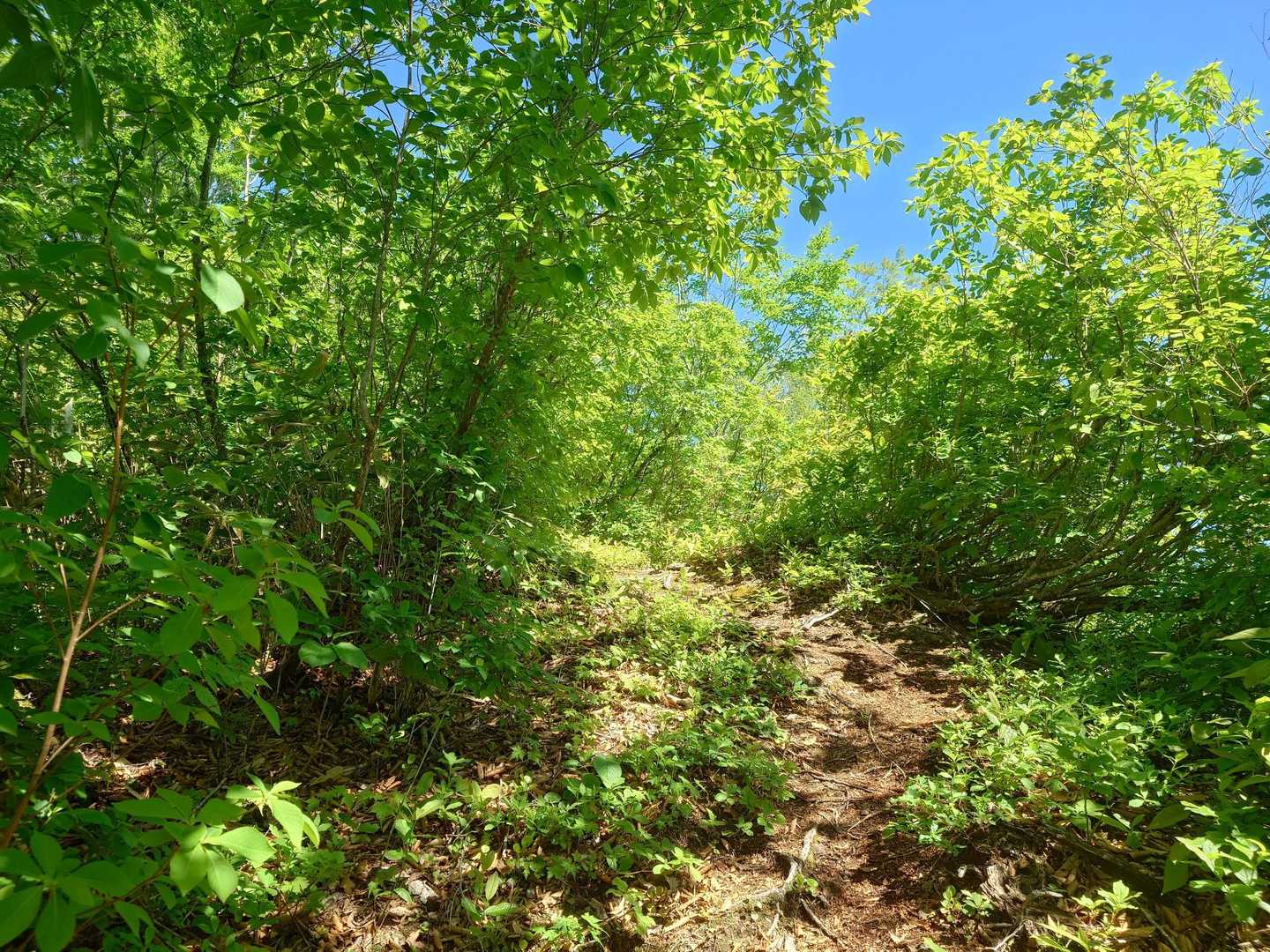 大博多山 往復コースの写真