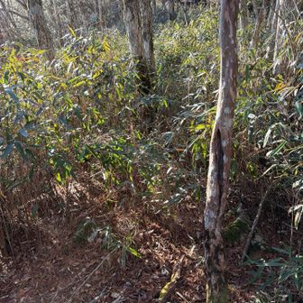 前後チェンジ。
笹薮は続きます。