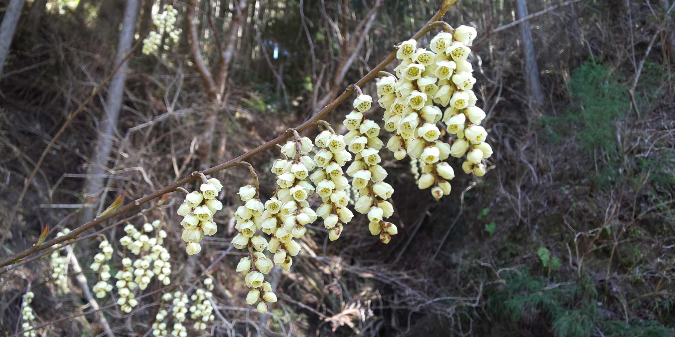 ギブシの花