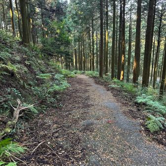 林道が見えてきた