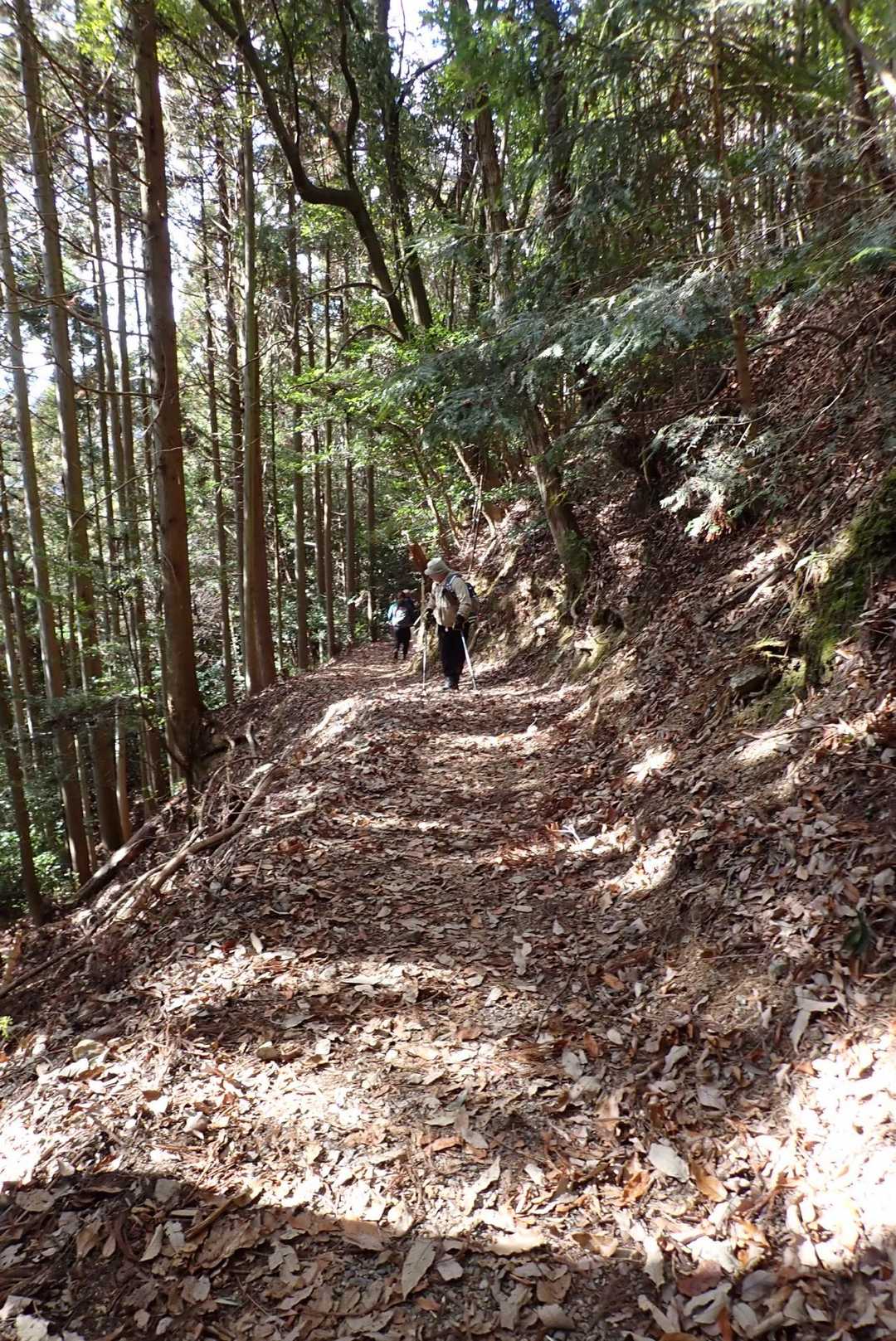 水尾分かれから水尾までの下りはまあまあの角度がずっと続き、膝の痛いおじさんにはキツイ💦