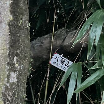 八幡山の山名板も笹で年々見にくくなってきましたね