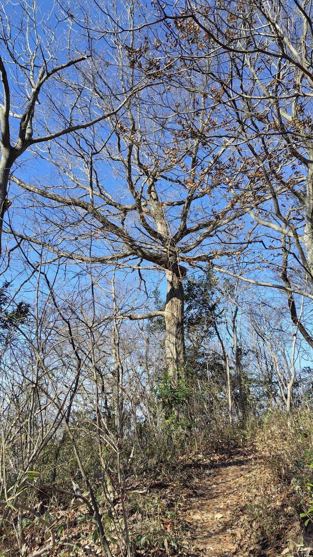 この枝の広がり具合が目を引きました🌳