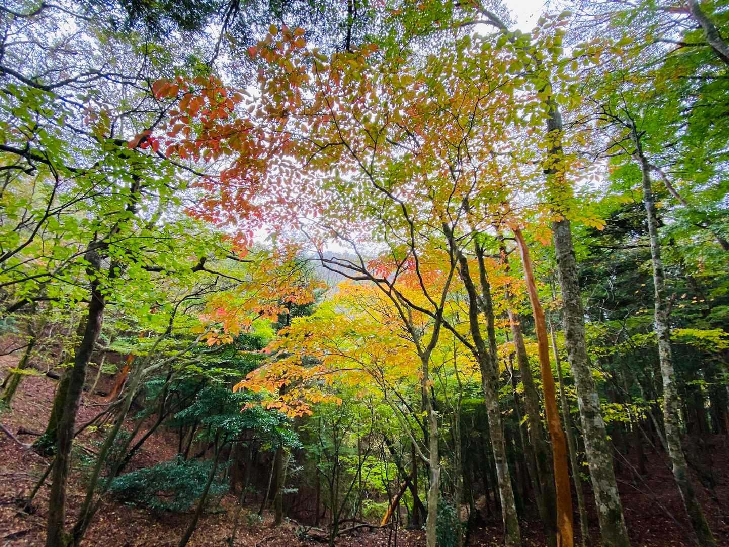 青石登山口-目丸山 往復コースの写真