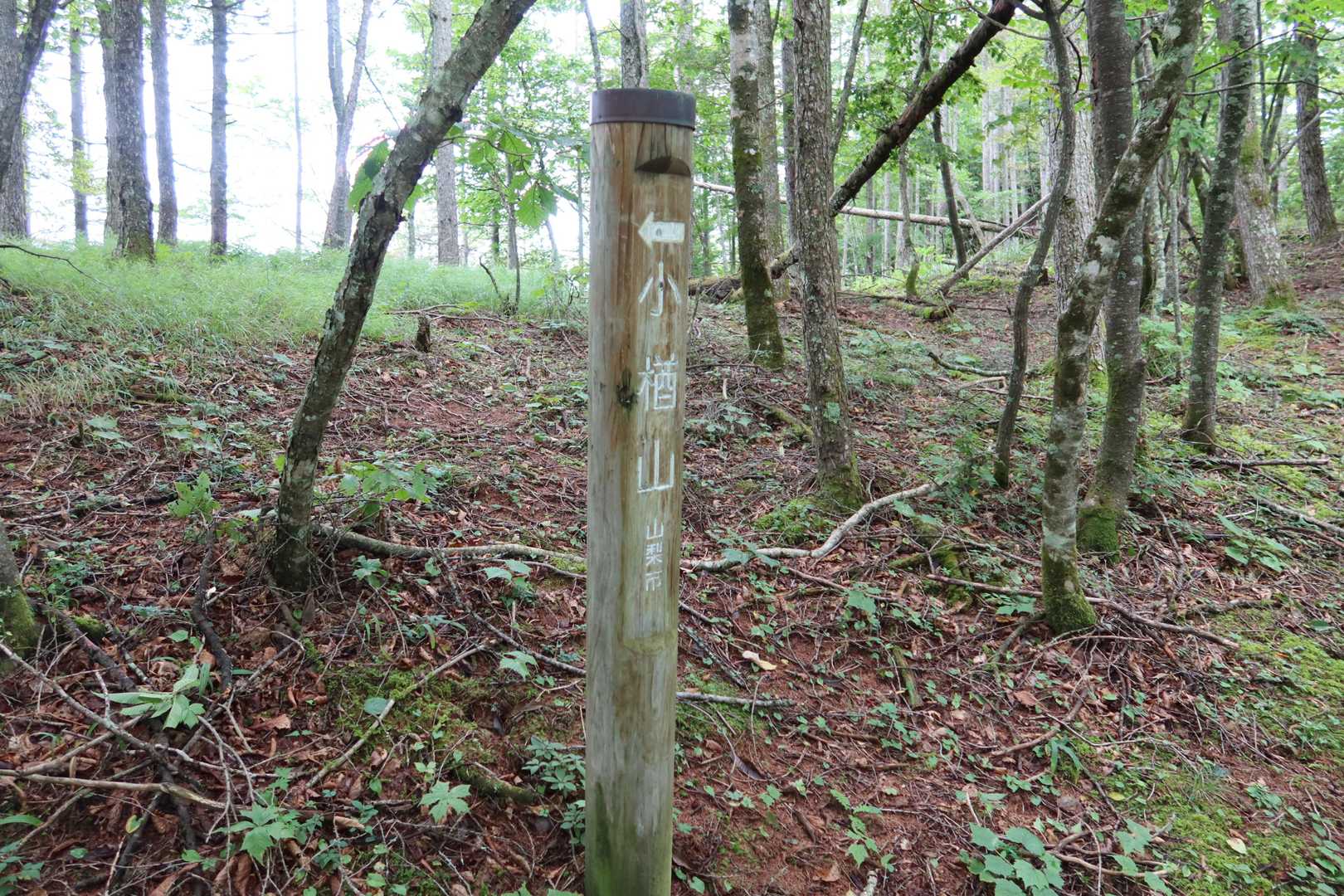 一瞬山頂かと錯覚
山頂標柱と同じ道標はまぎらわしい