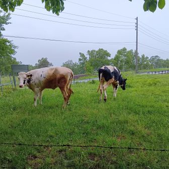 ☔土砂降りなのにまだお外で遊んでる！
自由だなーー
人（いや🐄）のこと言えないけれど笑

そんな牛さんの🍦絶対おいしいでしょう
食べたかったけど遅いから閉店してた😢