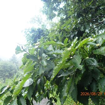 雨具着用
ナラノ木が綺麗だ