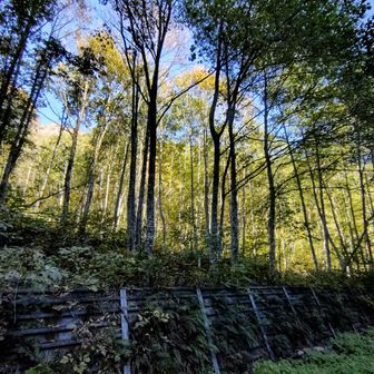登山道は山の影、すぐ横は日の光に照らされている。
不思議な感じ。