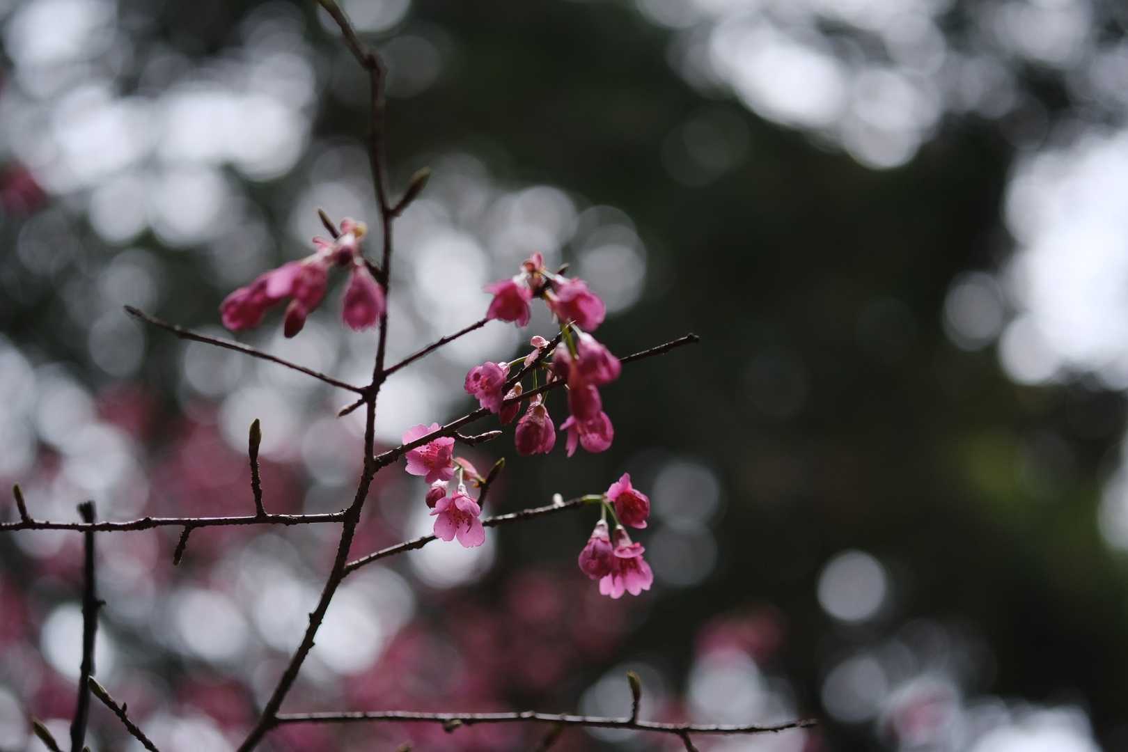 桜の仲間かな。