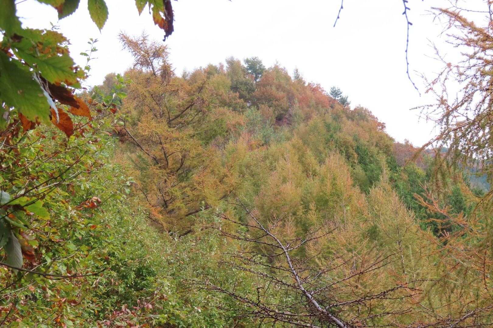 柏尾山-甲州高尾山 往復コースの写真