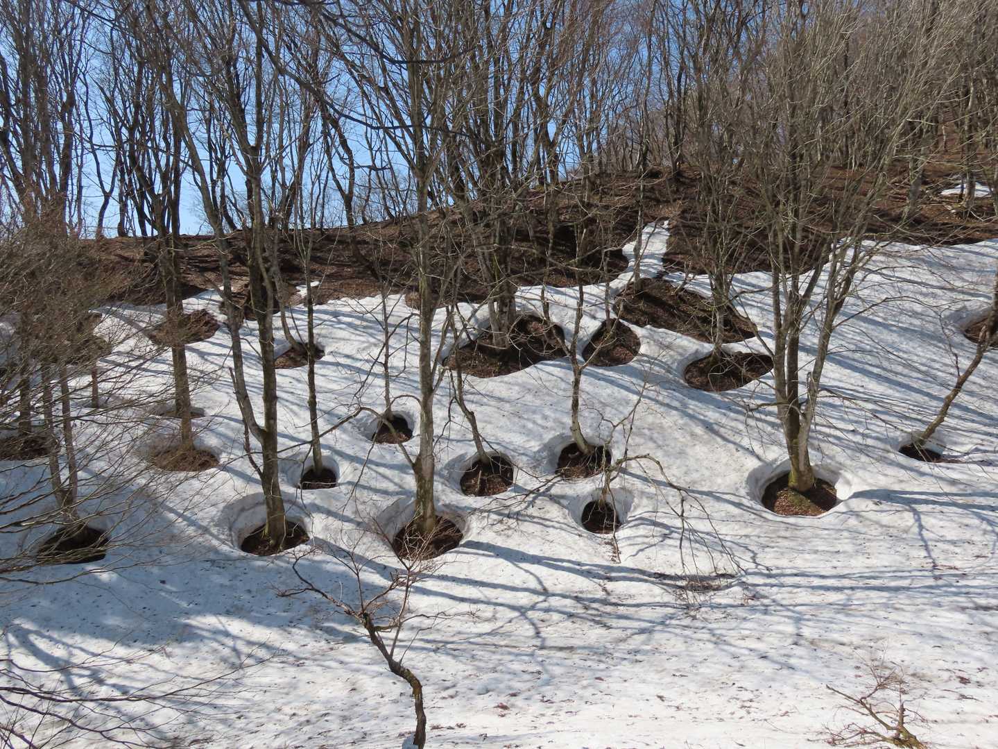 木の周りだけ融けてる⛄🌲