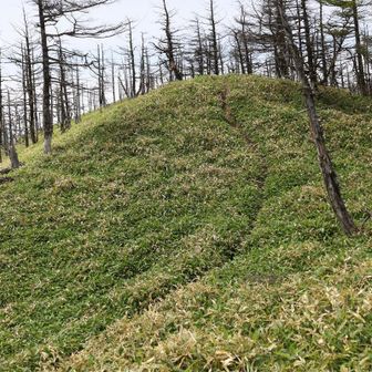 横川山へ寄ります。登山道は笹に覆われています。登る人は少なそう。
