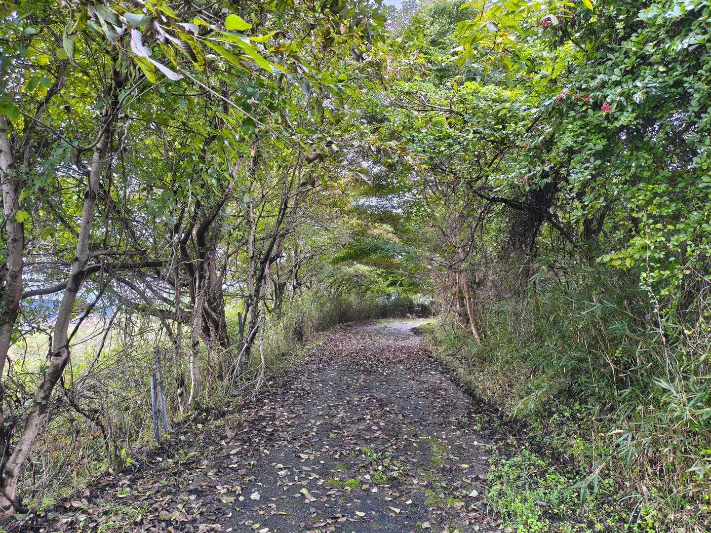 時折吹く風は涼しいですがまだまだ暑い💦