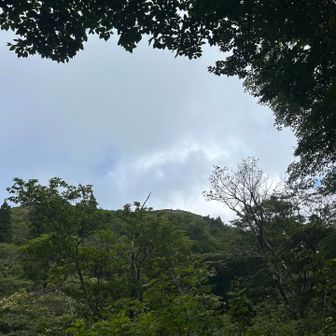 ようやく武奈ヶ岳をとらえるが、眺望なさそう😭