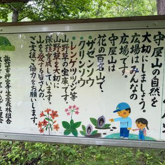 座禅草と言えば小倉山ってイメージだったけどココも咲くんだ！