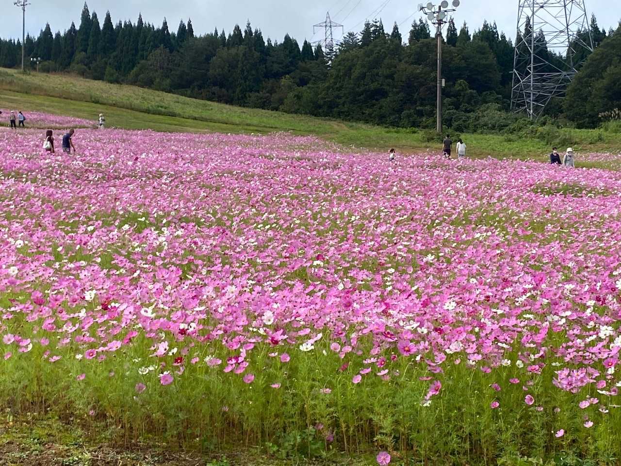 鉢伏山 往復コースの写真