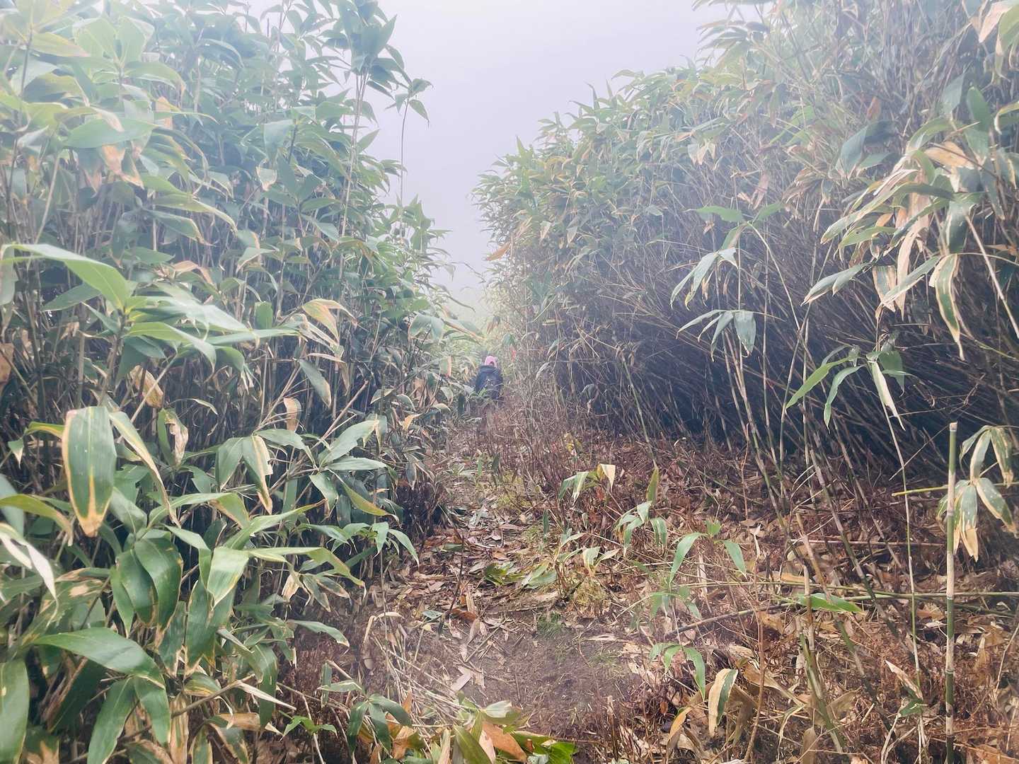 元山登山口-千尺高地-無意根山 往復コースの写真