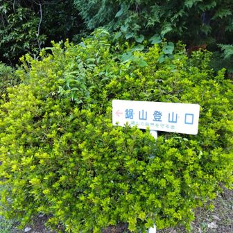 駐車場の反対側が登山口
ツツジで隠れてましたので見えるように😁
