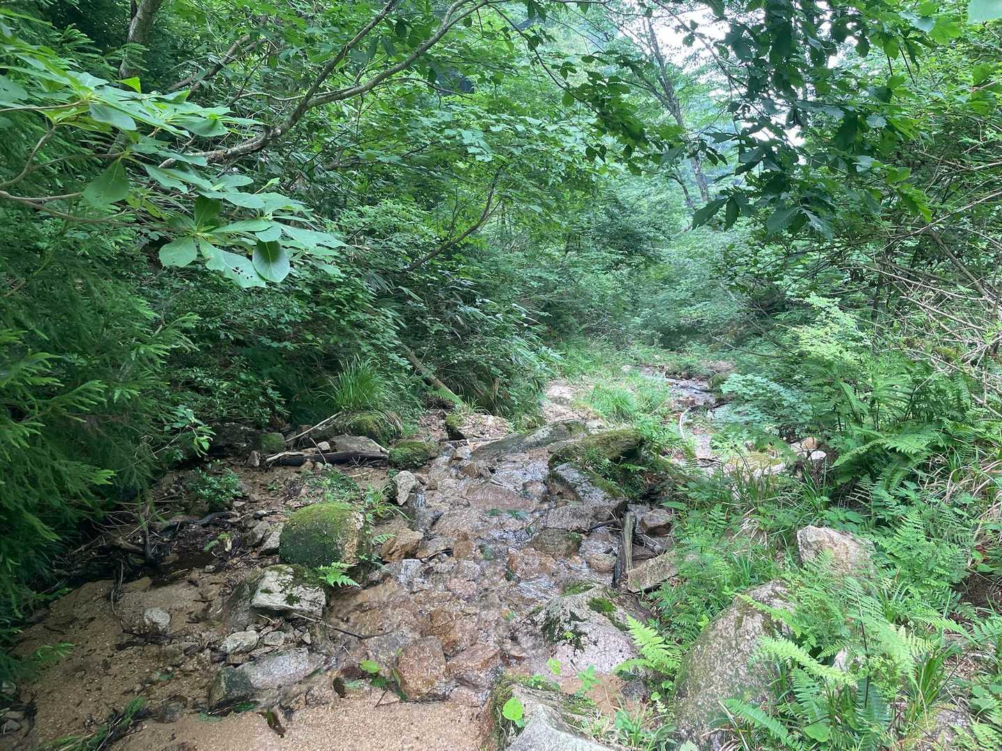 さっ下山しますか〜
沢の中を歩きます🚶‍♀️🚶‍♀️