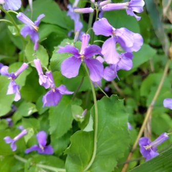大平山登山口でムラサキハナナがお出迎えしてくれました💜