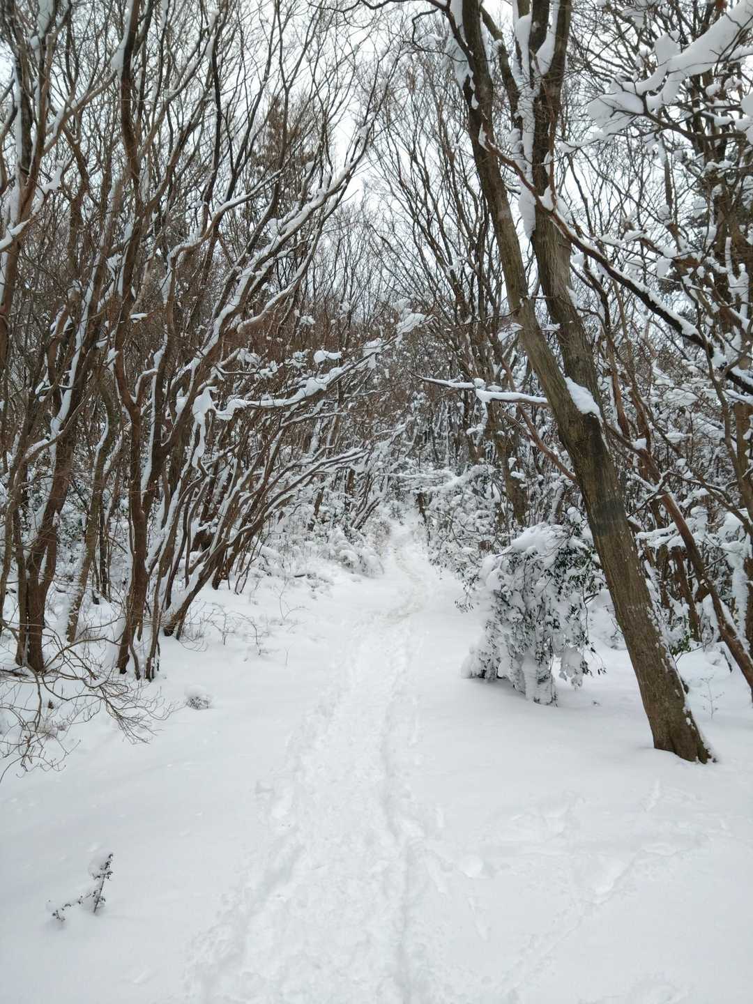 三郡山への登山道