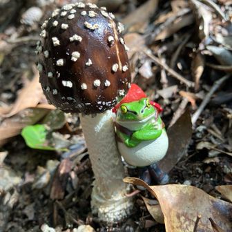 🍄‍🟫