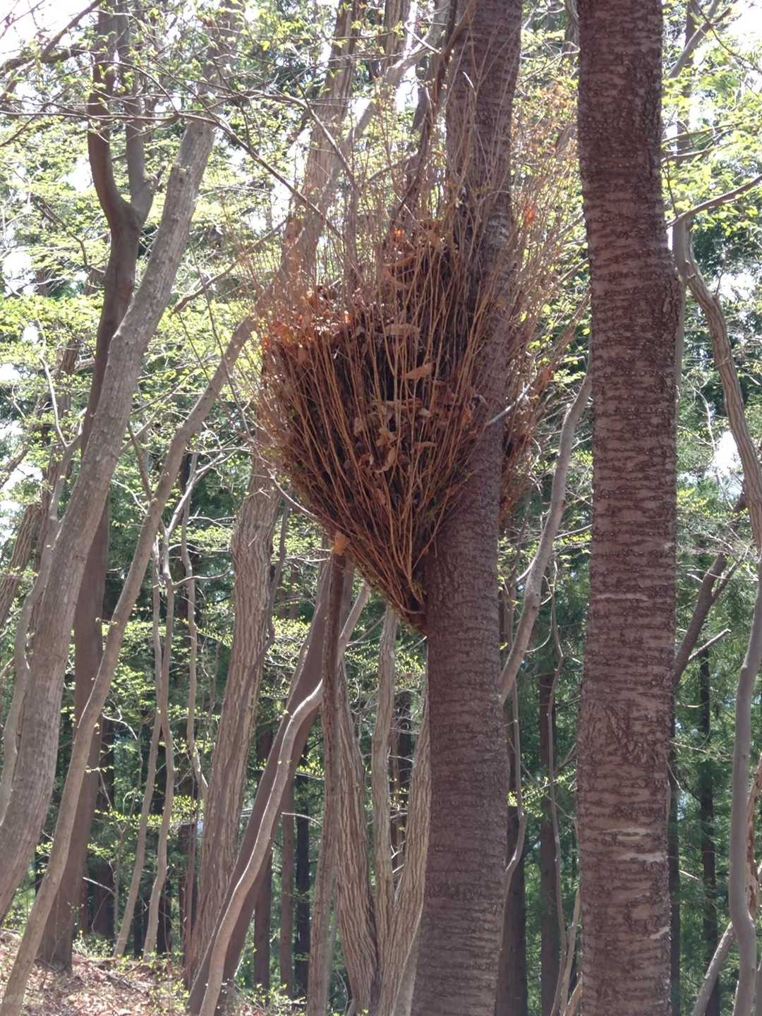 枝に枯れ葉が…
箒みたい