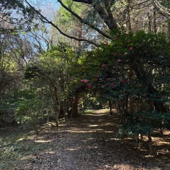 わかりにくいけどサザンカ？ロードです♬