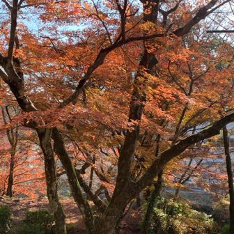 公園の紅葉ももう終わり。
カサカサでした🍁