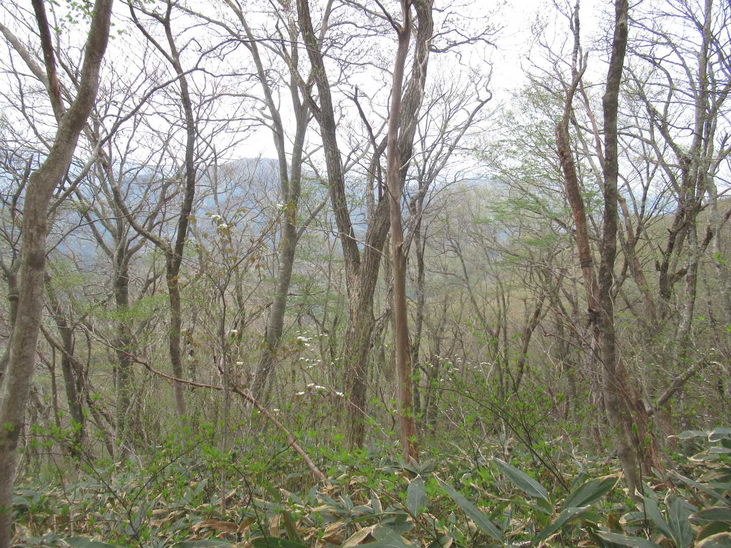 下りも気持ちのいい自然林の中