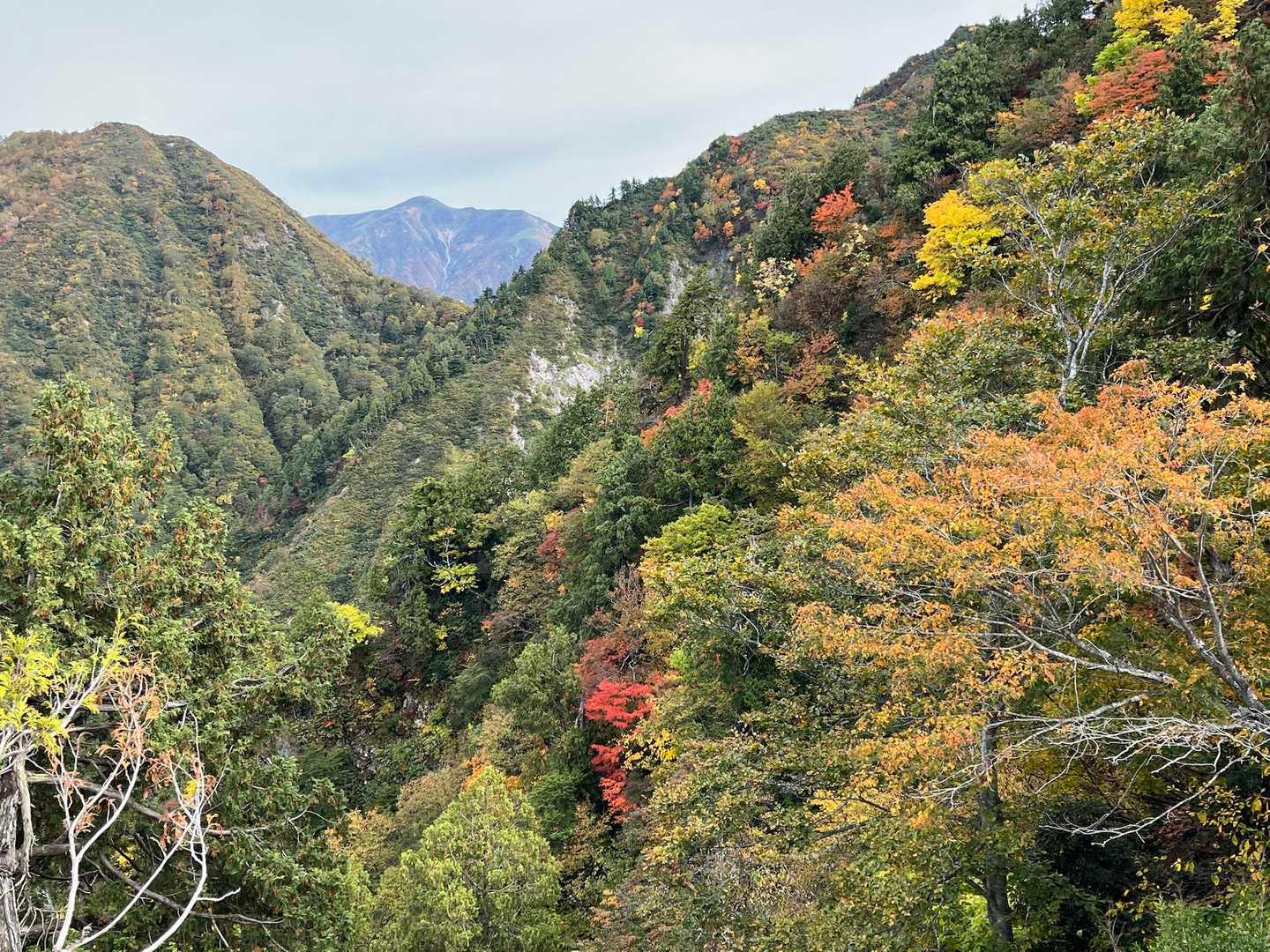大源太山の斜面の紅葉がとてもいい感じ😍