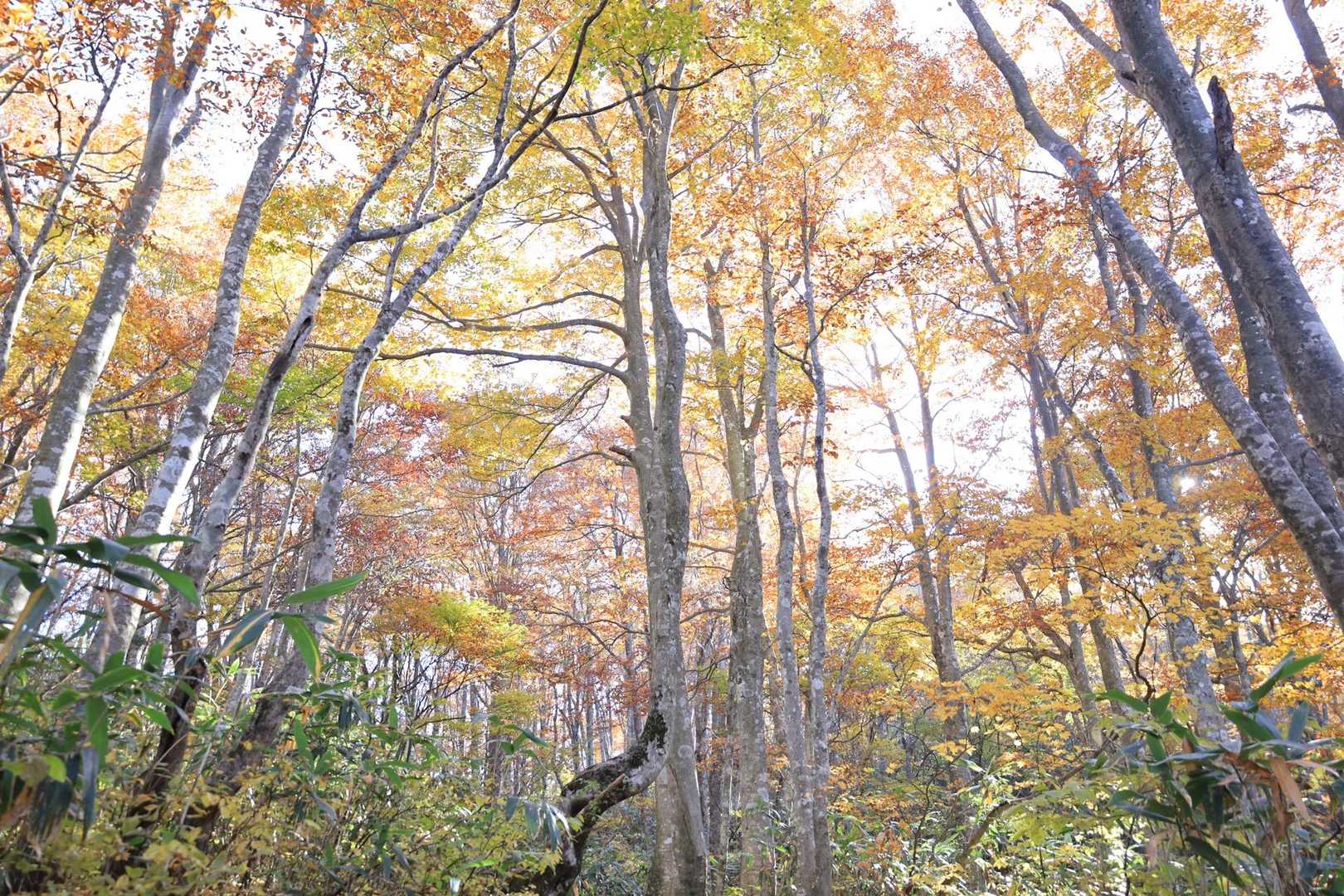 ブナの紅葉🍁がきれい😍