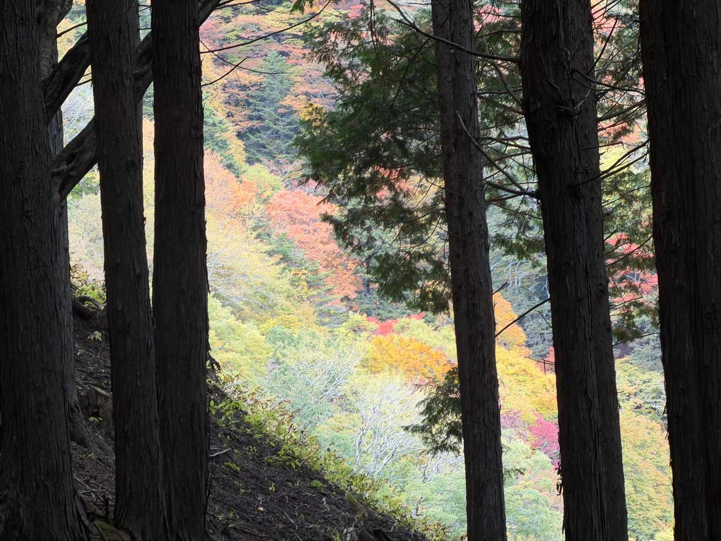 紅葉🍁が良い頃合いだわ