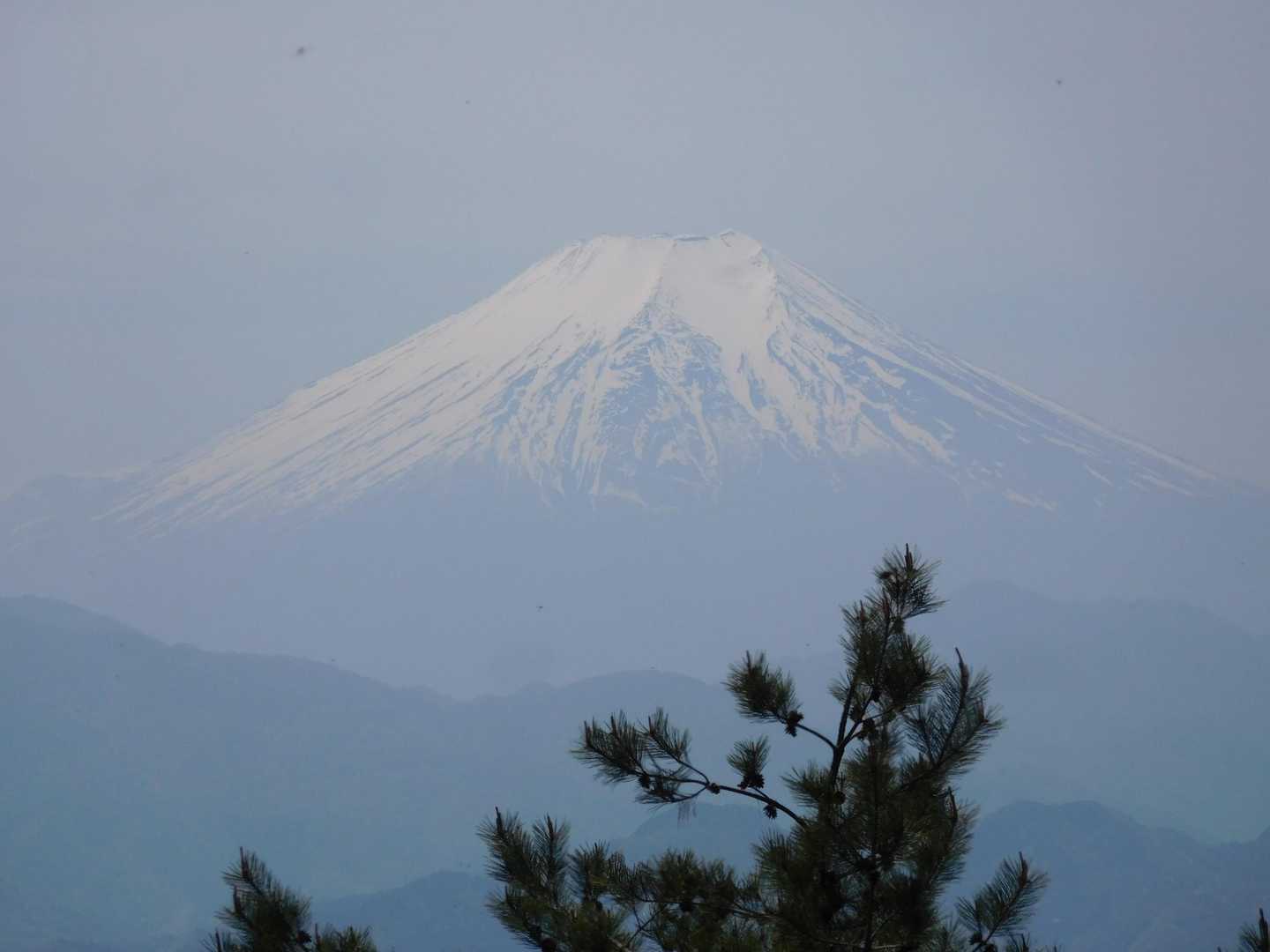 アップで❗️ 松と富士山🗻 
大満足😃