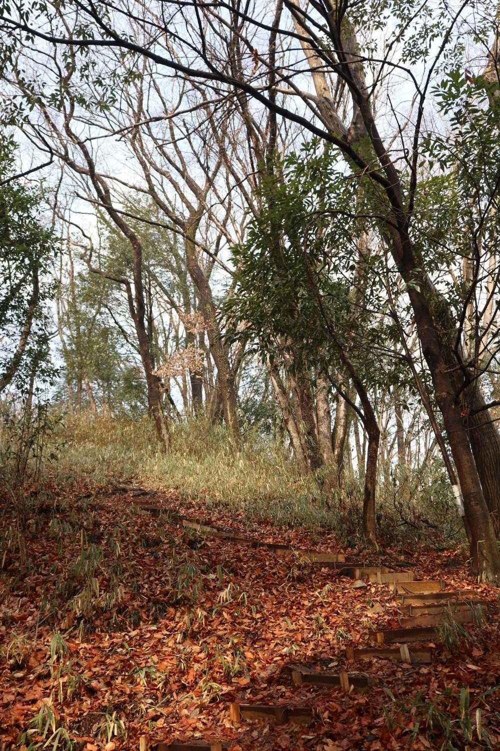 荒神山-茶臼山 往復コースの写真