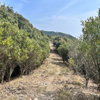 先へ行きまーす