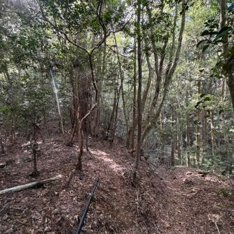 トラバースが少し上って急に下りになる地点にある左の赤テープ方向が岩屋山ピークです🟥