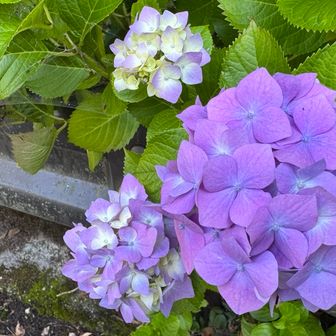 紫陽花はいいよなあ