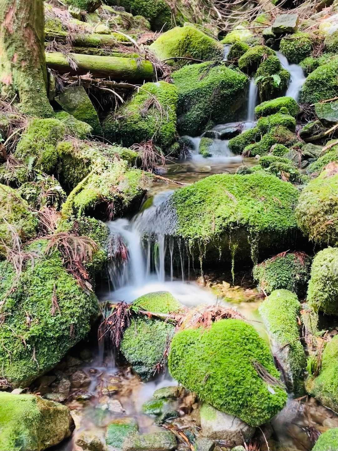 一気に下って苔と沢のエリアへ🍀